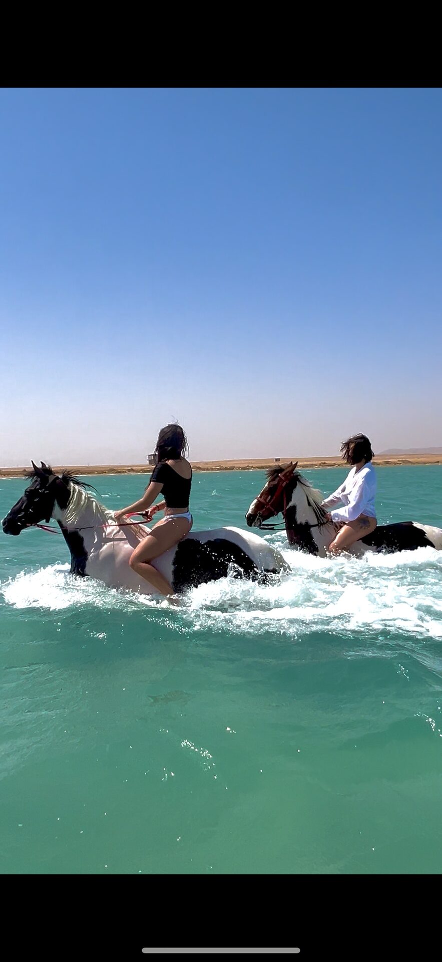 Caballos en el Red Sea