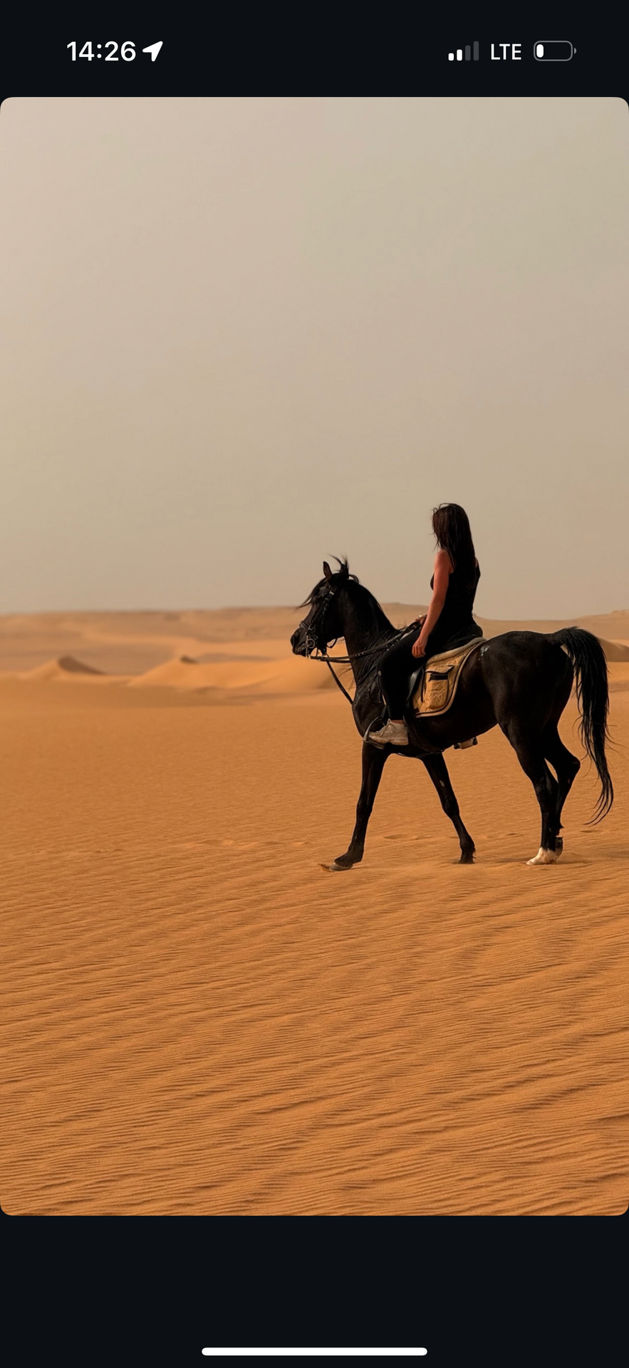 Caballo en el desierto