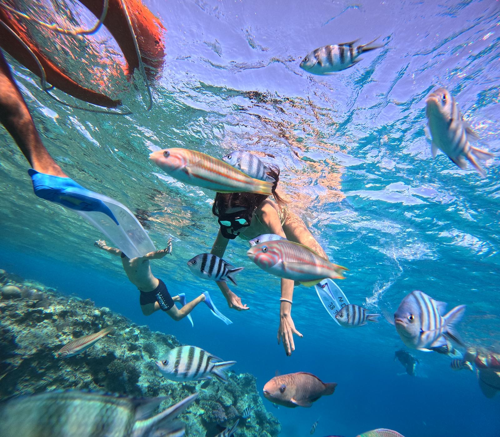 Discover the vibrant coral reefs of the Red Sea